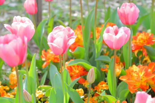春のウッドデッキや庭を飾る花（その01）        